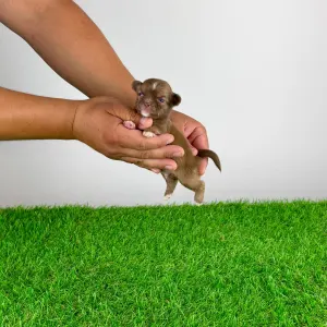 Chihuahua - Kilo
