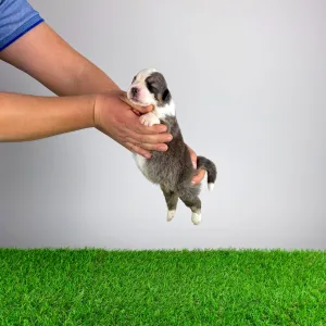 Australian Shepherd - Bizzy