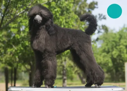 Poodle Standard - Hüpnos