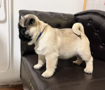 Pug - Reserved! Pug Cauda Anularis Samu