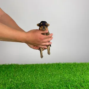 Yorkshire Terrier - Verdi