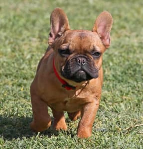 Französische Bulldogge - Bella