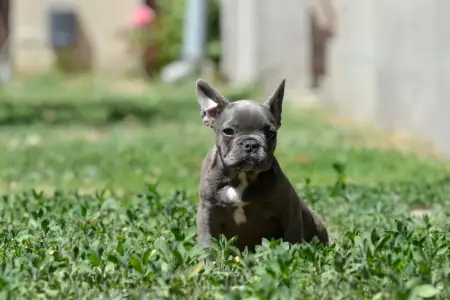 Francia bulldog - Madeleine 