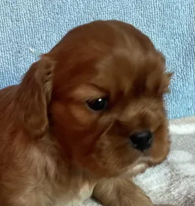 Cavalier King Charles Spaniel - Rowley