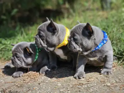 Bouledogue français - Pubi