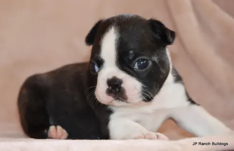 Boston Terrier - Suzie On Hold