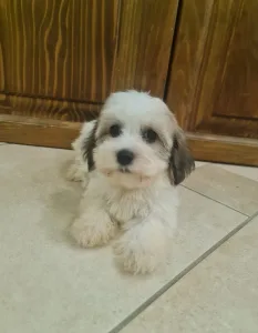 Havanese - Tammy