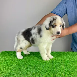 Australian Shepherd - Sillie