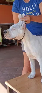 Argentin dog - Aisha Defensa Del Caballero 
