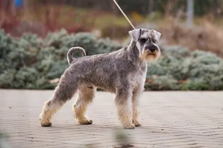 Zwergschnauzer - Kicsijo