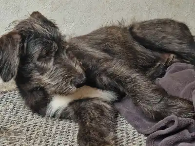 Levriero irlandese - Artfield