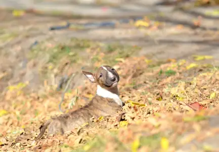 Miniature Bull Terrier - Gizmó