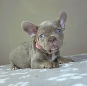 Французский бульдог - Maya