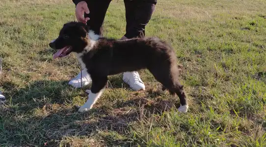 Border collie - Talisman
