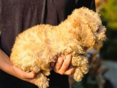 Cavapoo - Mia