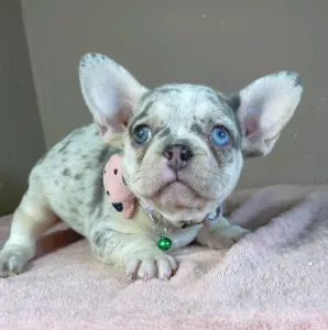 Französische Bulldogge - Elina