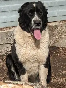 Central Asia Shepherd Dog - Gidzhara Iz Zamka Larisi