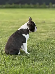 Boston Terrier - Yumba Nero Di Angelo
