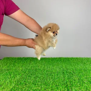 Pomeranian - Domino 