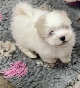 Coton de Tulear - Bono