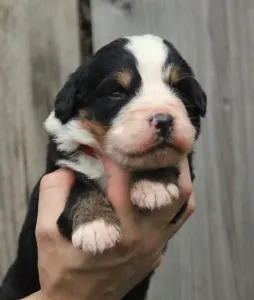 Berner Sennenhund - Gréta
