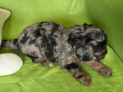Cavapoo - Max