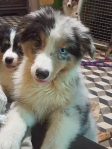 Australian Shepherd - Dailos Not Cheap