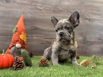 French Bulldog - Thor 