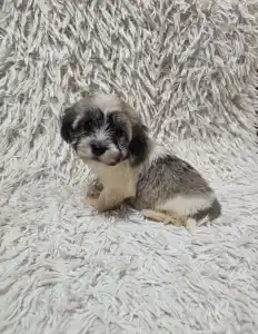 Havanese - Mia