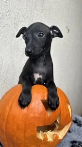 Italienisches Windspiel - Emilio