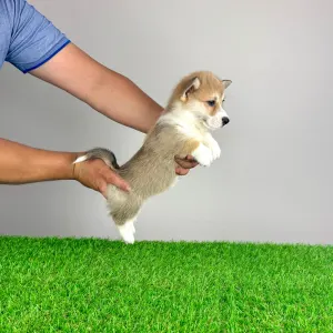 Welsh Corgi Pembroke - Rina