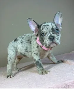 Francia bulldog - Megan