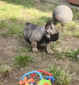 Buldog francuski - William