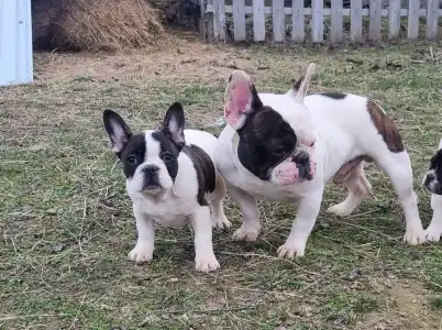 Französische Bulldogge - Ibrahimovic