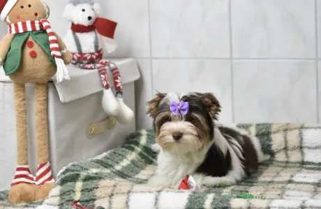 Biewer Terrier - Quentin (biro)