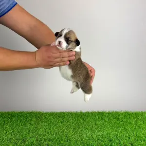 Вельш-корги пемброк - Salamon