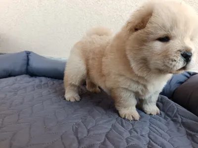 Chow Chow - La Casa De Chow Gaston 