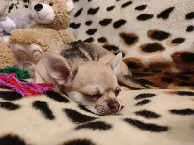 Chihuahua - Rodosz