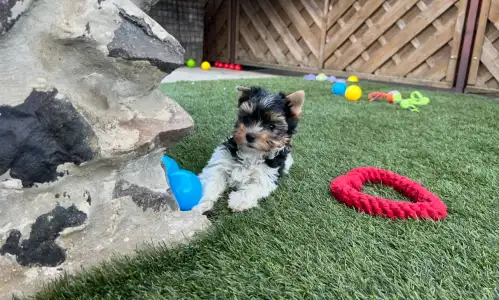 Biewer Terrier - Panda