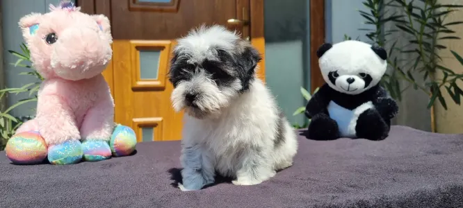 Maltipoo - Oreo