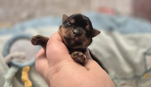 Yorkshire Terrier - Superman Of Midsummer Nights Miracle