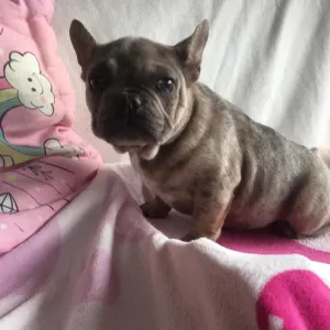 French Bulldog - Mörfi