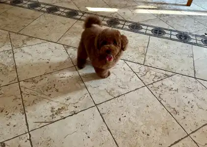 Pudeli de jucarie si pitici - Enzo