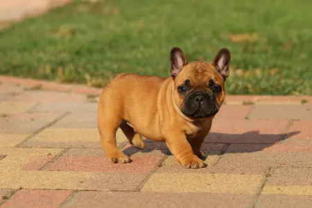 Französische Bulldogge - Udon