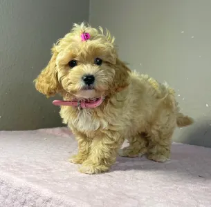Maltipoo - Friderika