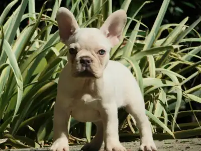 French Bulldog - Edison