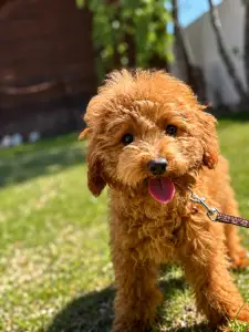 Barbone nano - Tomi