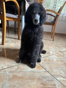 Poodle Standard - Giant Miracles Cronos The Supreme Star Of Destiny
