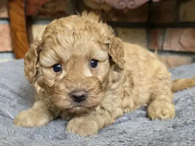 Cavapoo - Toffee