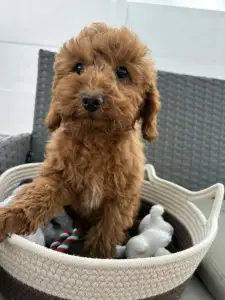 Poodle Miniature - Samu